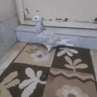 کبوتر پرشی|پرنده|چناران, |دیوار