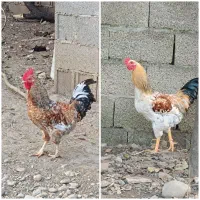 دو عدد خروس محلی