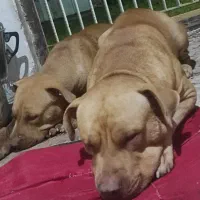 یکجفت امریکن پیتبول اصیل|سگ|سنگر, |دیوار