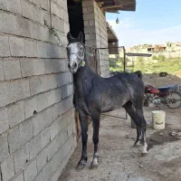 نریان‌۴ساله