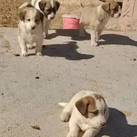 نر فروشی|سگ|شیروان (خراسان), |دیوار