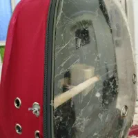 کیف حمل پرنده