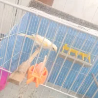 قناری|پرنده|تربت‌حیدریه, پائین ولایت|دیوار