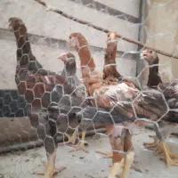 نیمچه لاری و نیمچه ویاندوت آمریکایی