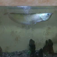 آروانا ۶۰ سانتی