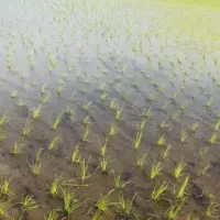 فروش زمین کشاورزی