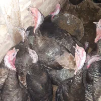 حیوانات|حیوانات مزرعه|جوادآباد, |دیوار