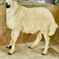 گوسفند فروشی وفروش فوق‌العاده