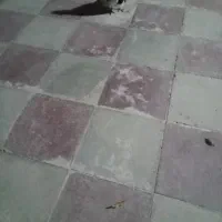 یال سیای نر|پرنده|کوه چنار, |دیوار