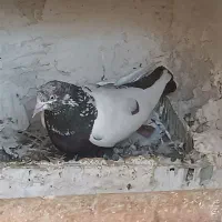 کبوتر