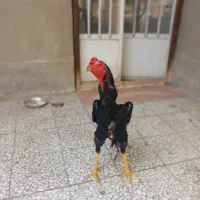 مرغ وخروس اوشامو|حیوانات مزرعه|تهران, نازیآباد|دیوار