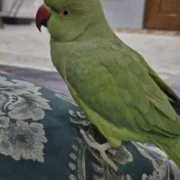 طوطی ملنگو ماده