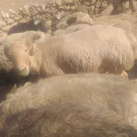 غوچ داشتی جوان هیکلی|حیوانات مزرعه|دهدشت, |دیوار