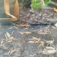 کاغذ دیواری