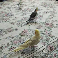 عروس هلندی|پرنده|سقز, |دیوار