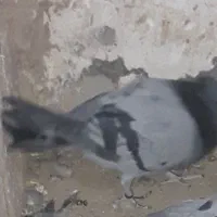 کبوتر سیاپشت