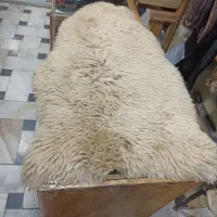 پوست گوسفند ، گوسفندی نژاد مرینوس (وارداتی)