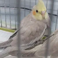 جوجه عروس هلندی نژاد دار