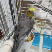 عروس هلندی نر بالغ آماده جفتگیری|پرنده|رشت, جماران|دیوار