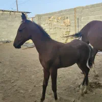 کره نریان هفت ماهه|اسب و تجهیزات اسب‌سواری|طبس, |دیوار