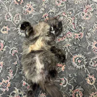 واگذاری گربه خانگی