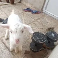 بزغاله سانن نر