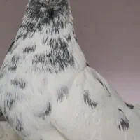 کبوتر رفتنی