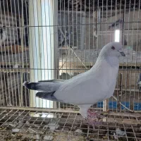 ابلغ آبی افغانی نر