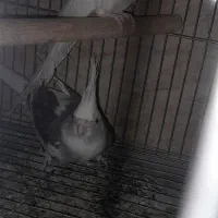 عروس هلندی بالغ|پرنده|زابل, |دیوار