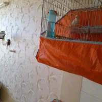 قناری بخون  شرور