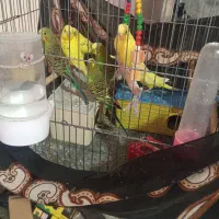 مرغ عشق|پرنده|بندر دیر, |دیوار