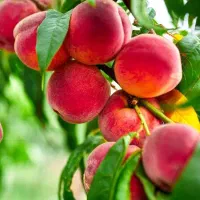 انواع وارقام نهال میوه وبادام در نهالستان یاسین|خدمات باغبانی و درختکاری|قم, جمکران|دیوار