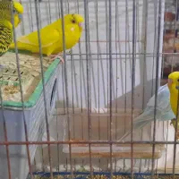 مرغ عشق|پرنده|اردبیل, |دیوار