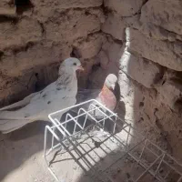 کبوتر پرش