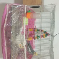 جفت عروس هلندی