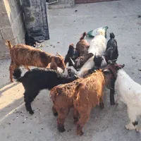 ۱۰ تا کهره نر