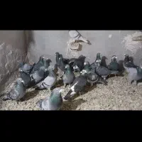 ۳۰ عدد پلاکی جوونه پرشی