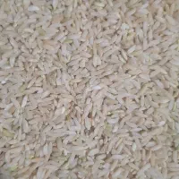 برنج لنجون درجه یک خوشبو خوشطعم و خوشپخت|خوردنی و آشامیدنی|یاسوج, |دیوار