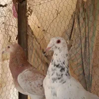 کفتر زرد سرخ سبز سار کله هما