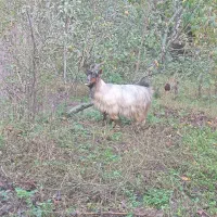 بز و بزغاله