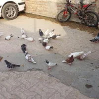 کبوتر بپر|پرنده|میناب, |دیوار