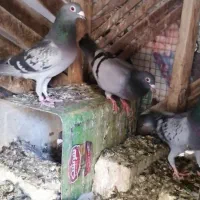 2 جفت نروماده مولد