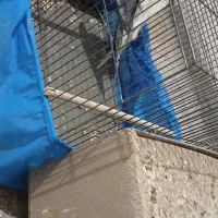 عروس هلندی با جوجه|پرنده|چمران, |دیوار