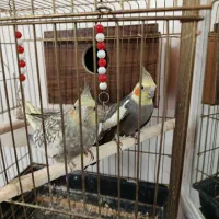 یک جفت عروس هلندی بفرش میرسد