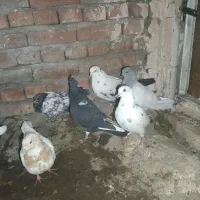 باشلی|پرنده|آذرشهر, |دیوار