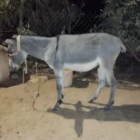 خر یک ساله