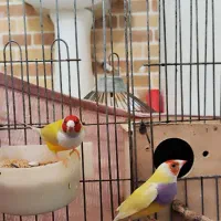 جفت فنچ گلدین