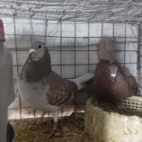 کفتر|حیوانات|بیرجند, |دیوار