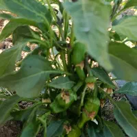 فلفل|خوردنی و آشامیدنی|تویسرکان, |دیوار