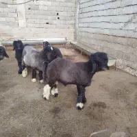 5 عدد بره تخمی عتیقه ،|حیوانات مزرعه|کوهرنگ, |دیوار